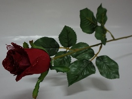 Ветка розы