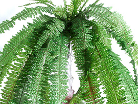 Куст папоротник 0,5 м