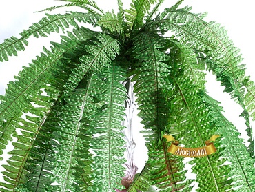 Куст папоротник 0,5 м