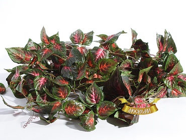 Лиана пятинитка в ассортименте