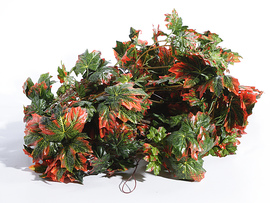 Лиана пятинитка клён