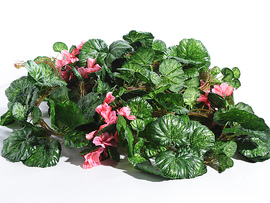 Лиана пятинитка с цветами в ассортименте