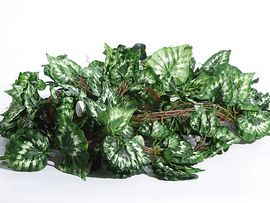 Лиана пятинитка в ассортименте